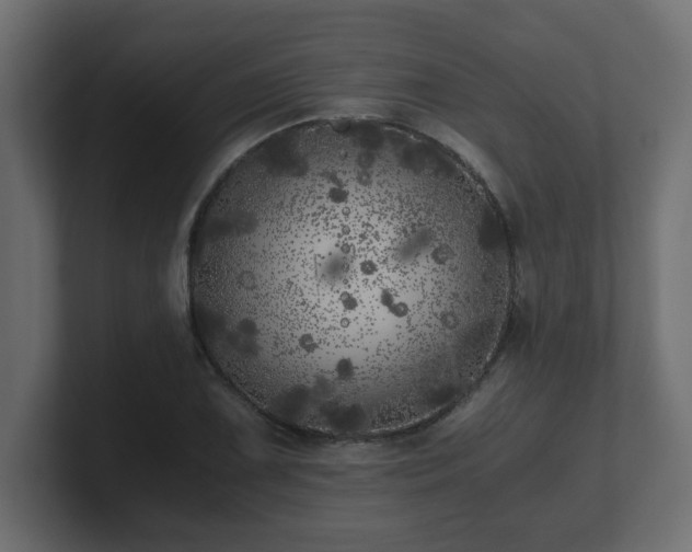 X0000100761075200806261600