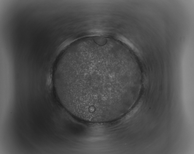 X0000100761259200806261557