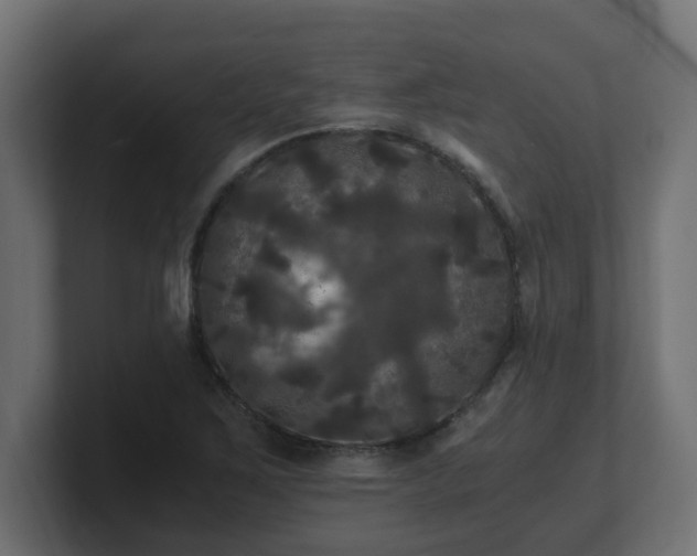 X0000100761267200806261557