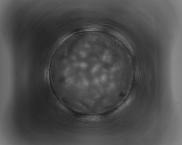 X0000100761417200806261555