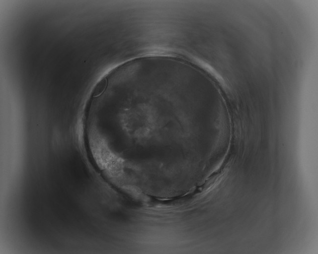 X0000100761463200806261554