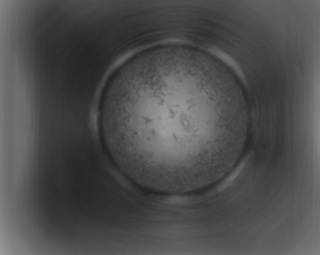 X0000100761029200807031145