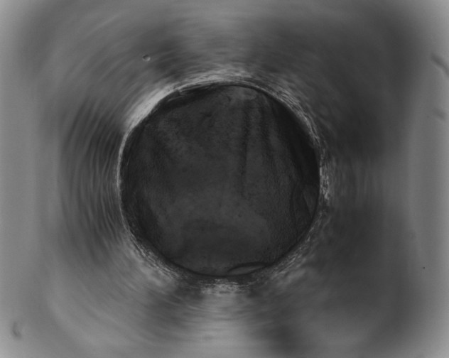 X0000100760196200807101736