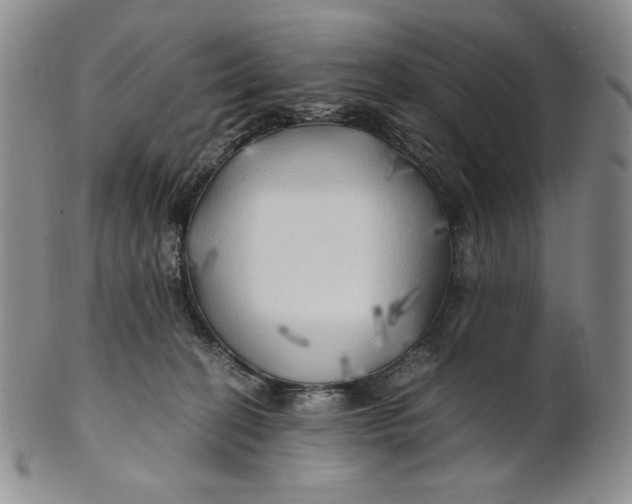 X0000100760274200807101735