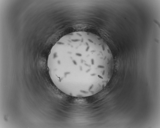 X0000100760283200807101735