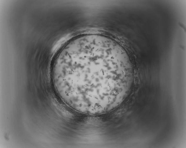 X0000100760296200807101734