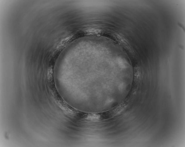 X0000100760369200807101733