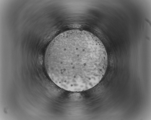X0000100760374200807101733