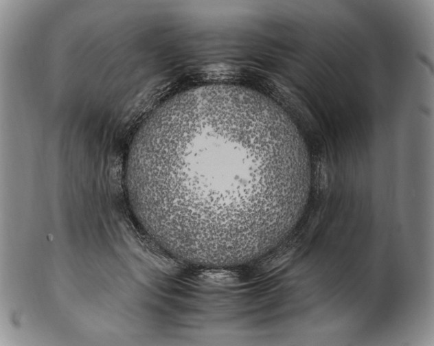 X0000100760557200807101730