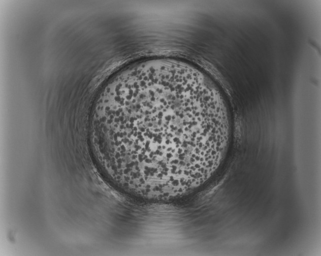 X0000100760577200807101730