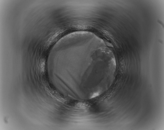 X0000100760596200807101729