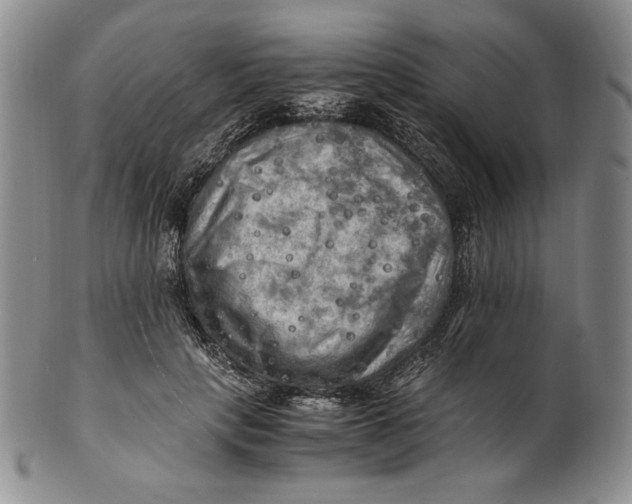 X0000100760649200807101729
