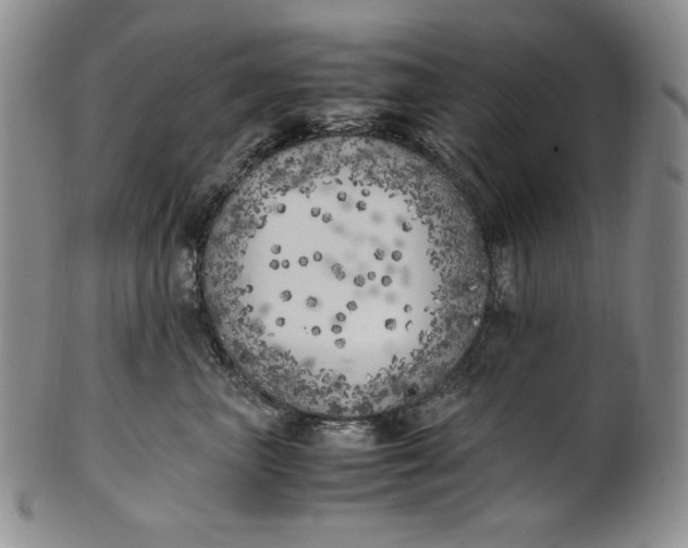 X0000100760667200807101729