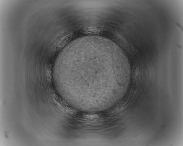 X0000100760749200807101727
