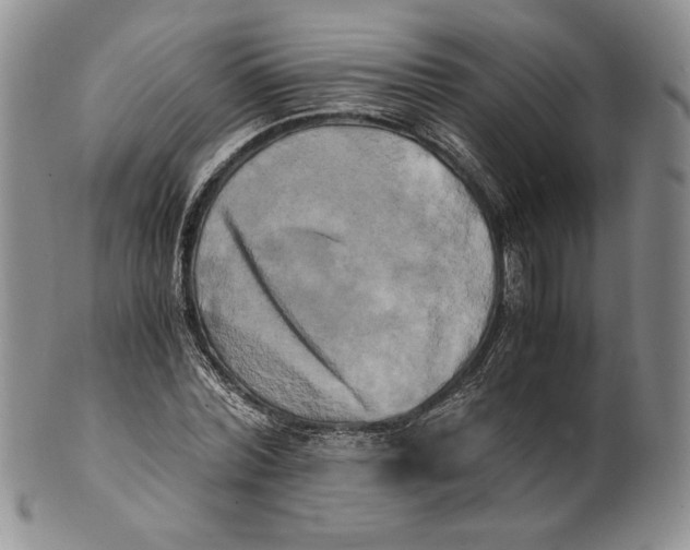 X0000100760780200807101726