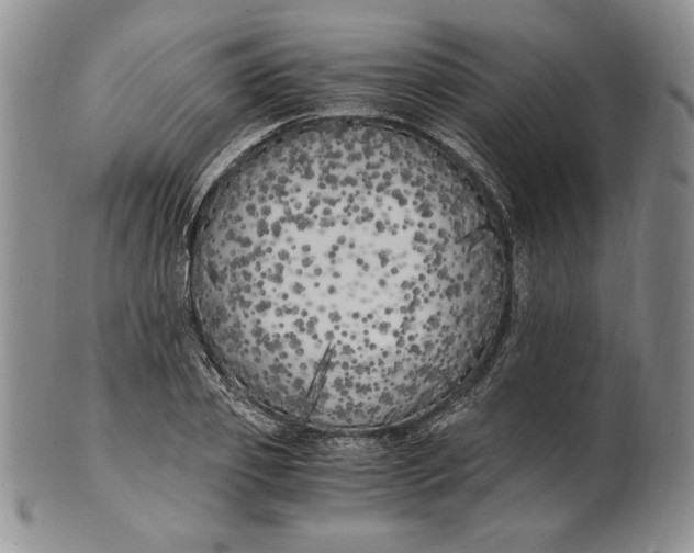 X0000100760933200807101724