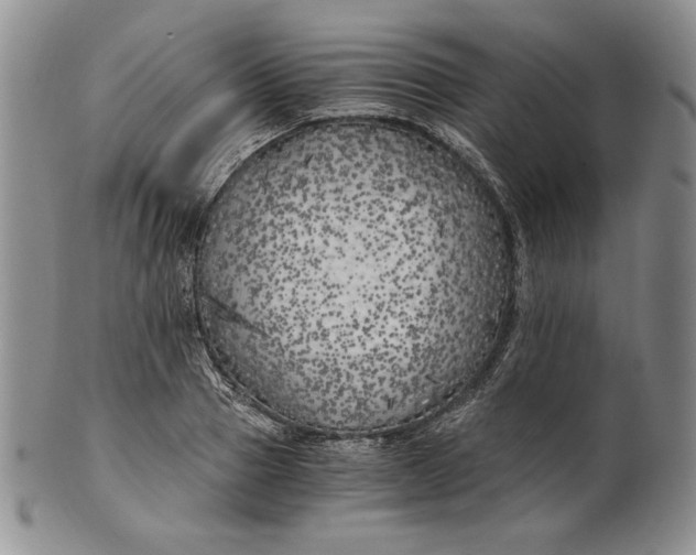 X0000100760937200807101724