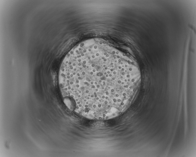 X0000100760123200807171350