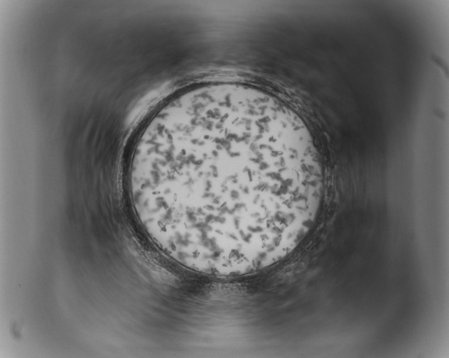 X0000100760296200807171348