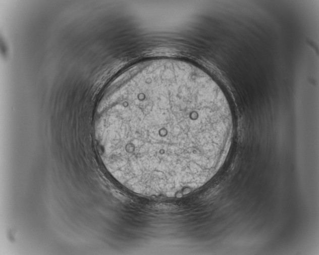 X0000100760529200807171344