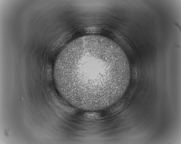 X0000100760557200807171344