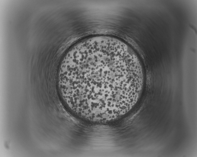 X0000100760577200807171344