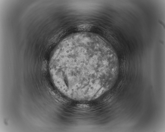 X0000100760649200807171343
