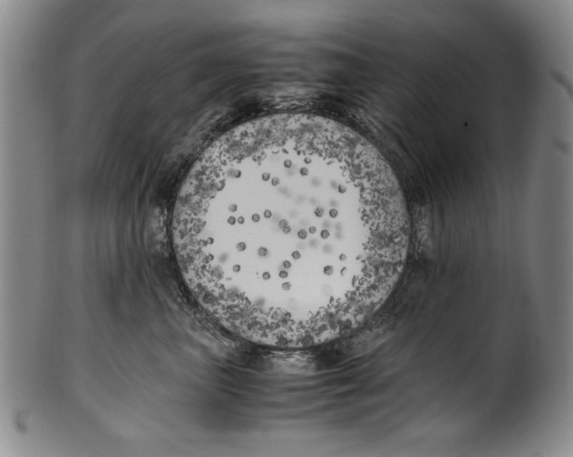 X0000100760667200807171343