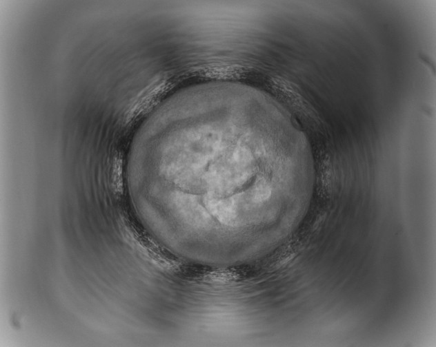 X0000100760696200807171342
