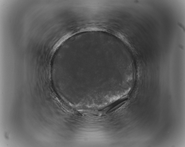X0000100761173200807171335