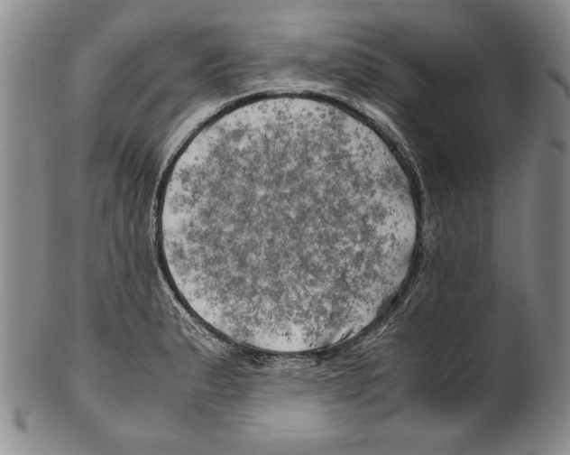 X0000100761183200807171335