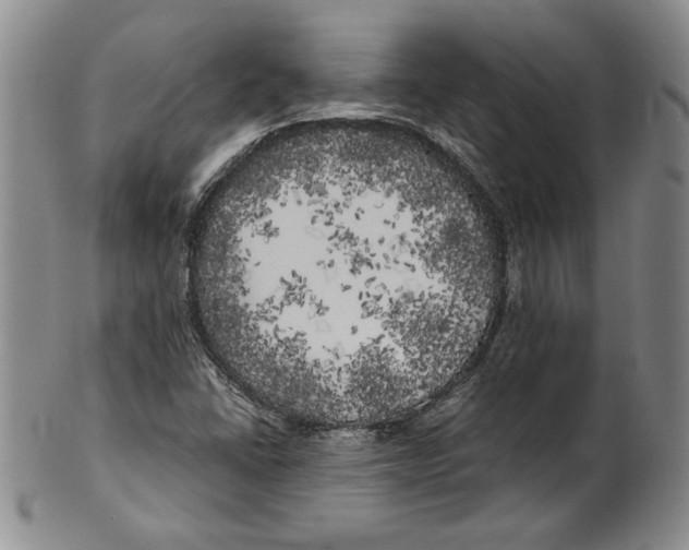 X0000100761406200807171331