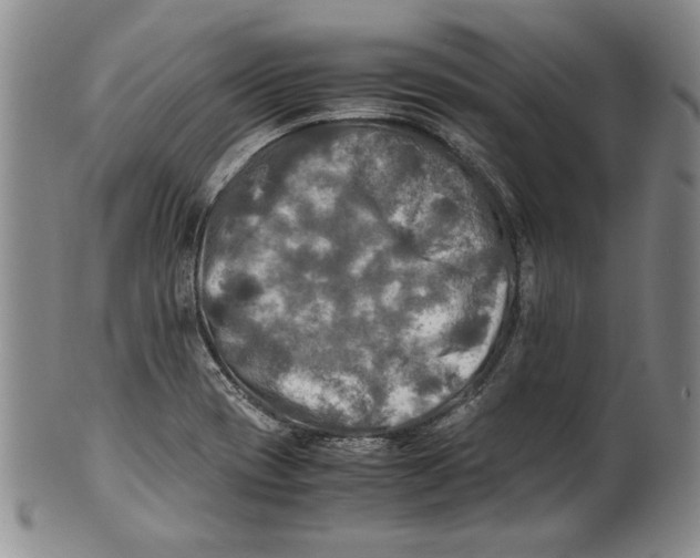 X0000100761417200807171331