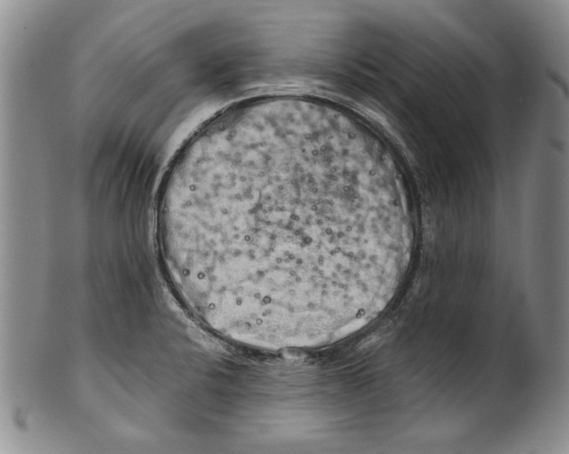 X0000100761424200807171331