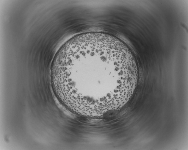 X0000100761439200807171331