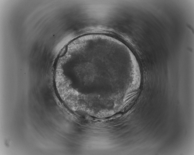 X0000100761463200807171330
