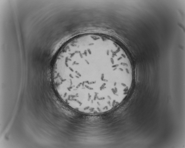 X0000100761501200807171329