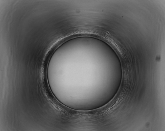 X0000100770676200806190933