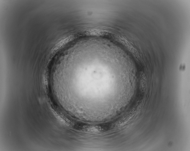 X0000100770683200806261544