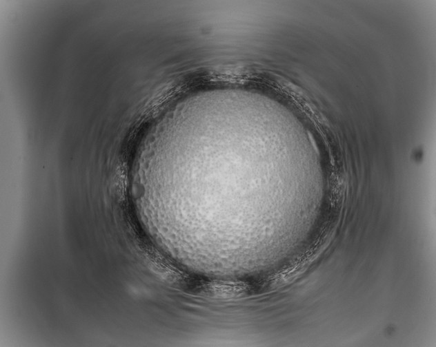 X0000100770707200806261543