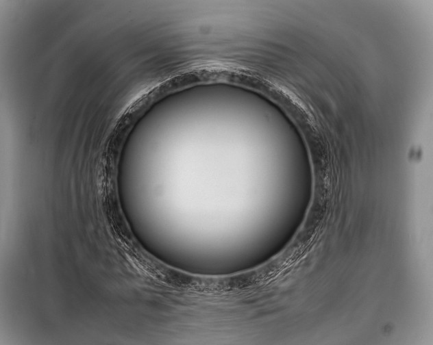 X0000100770775200806261542