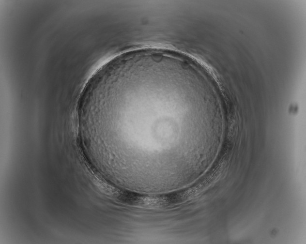X0000100771271200806261535