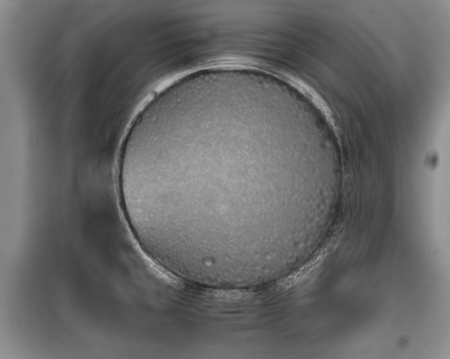 X0000100771429200806261532