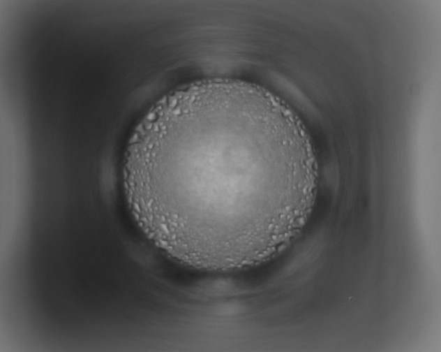 X0000100770687200807031210