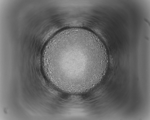 X0000100770487200807101755