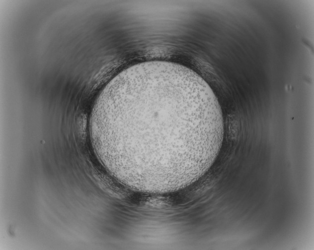 X0000100770550200807101754