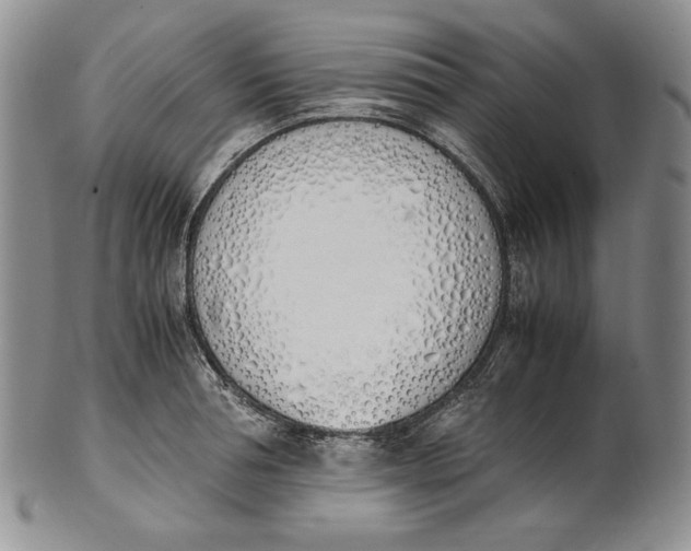 X0000100770994200807101747