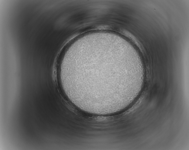 X0000100770827200807171410