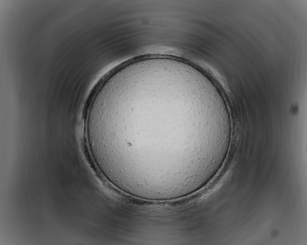 X0000100781125200806191010