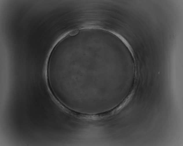 X0000100780957200806191300